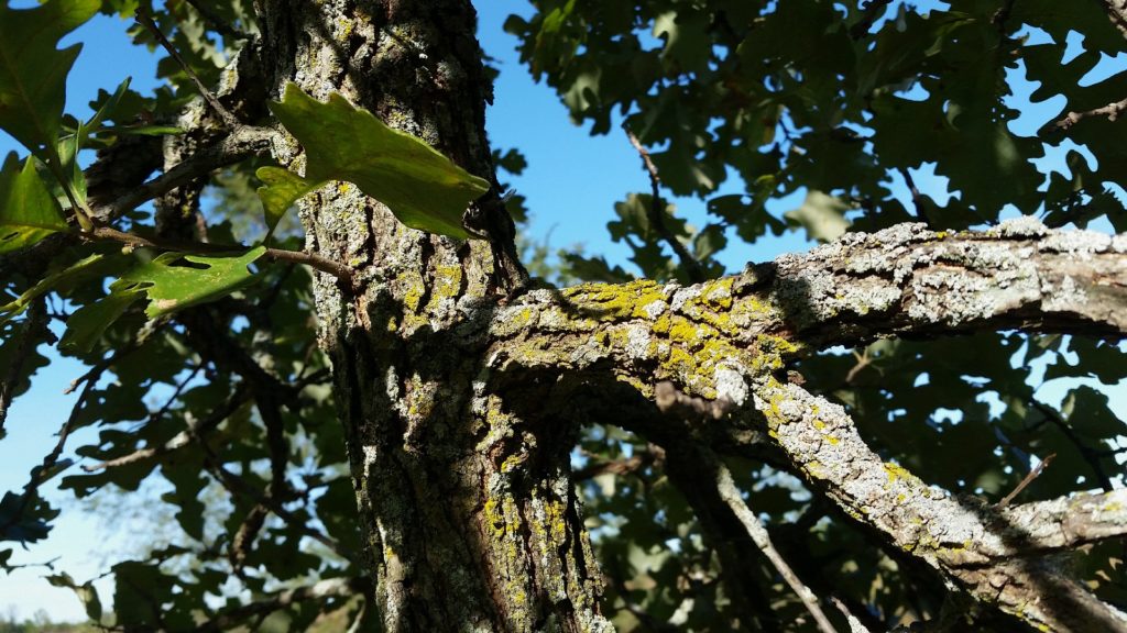 How to Identify Wisconsin Trees Without a College Degree