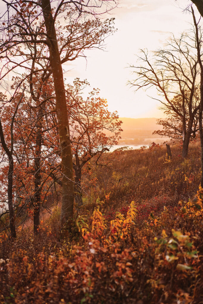 The sunset peeks through fall trees that overlook the Mississippi River in Maiden Rock Bluff, Wisconsin.