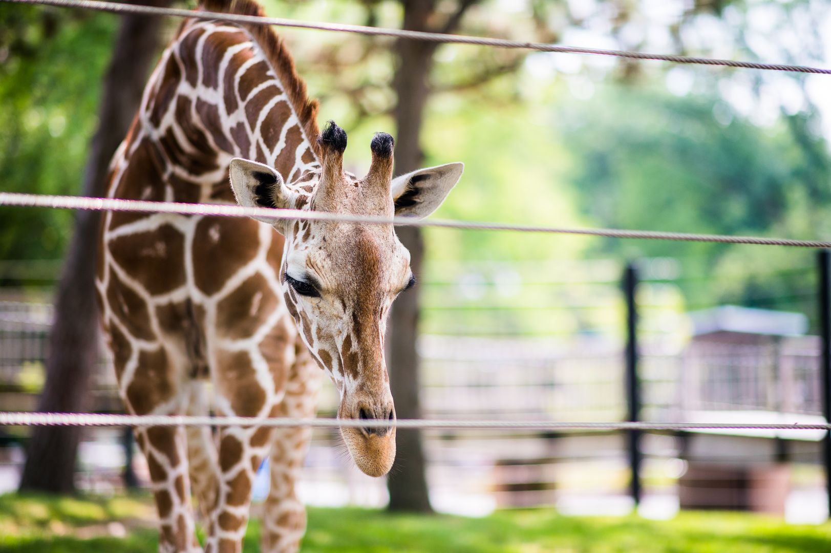 a giraffe bends over