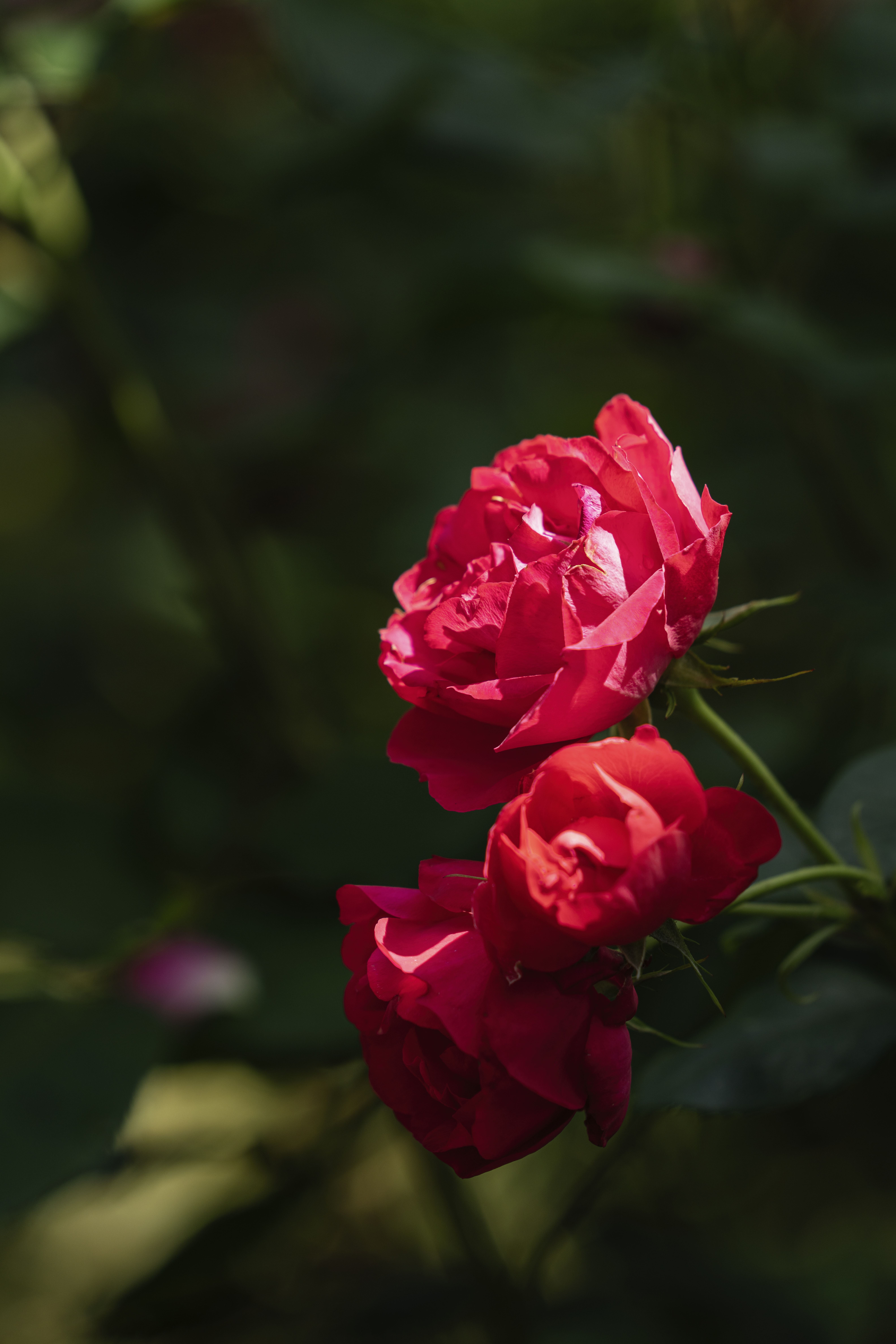 A light-red bloom of a Knock Out Rose