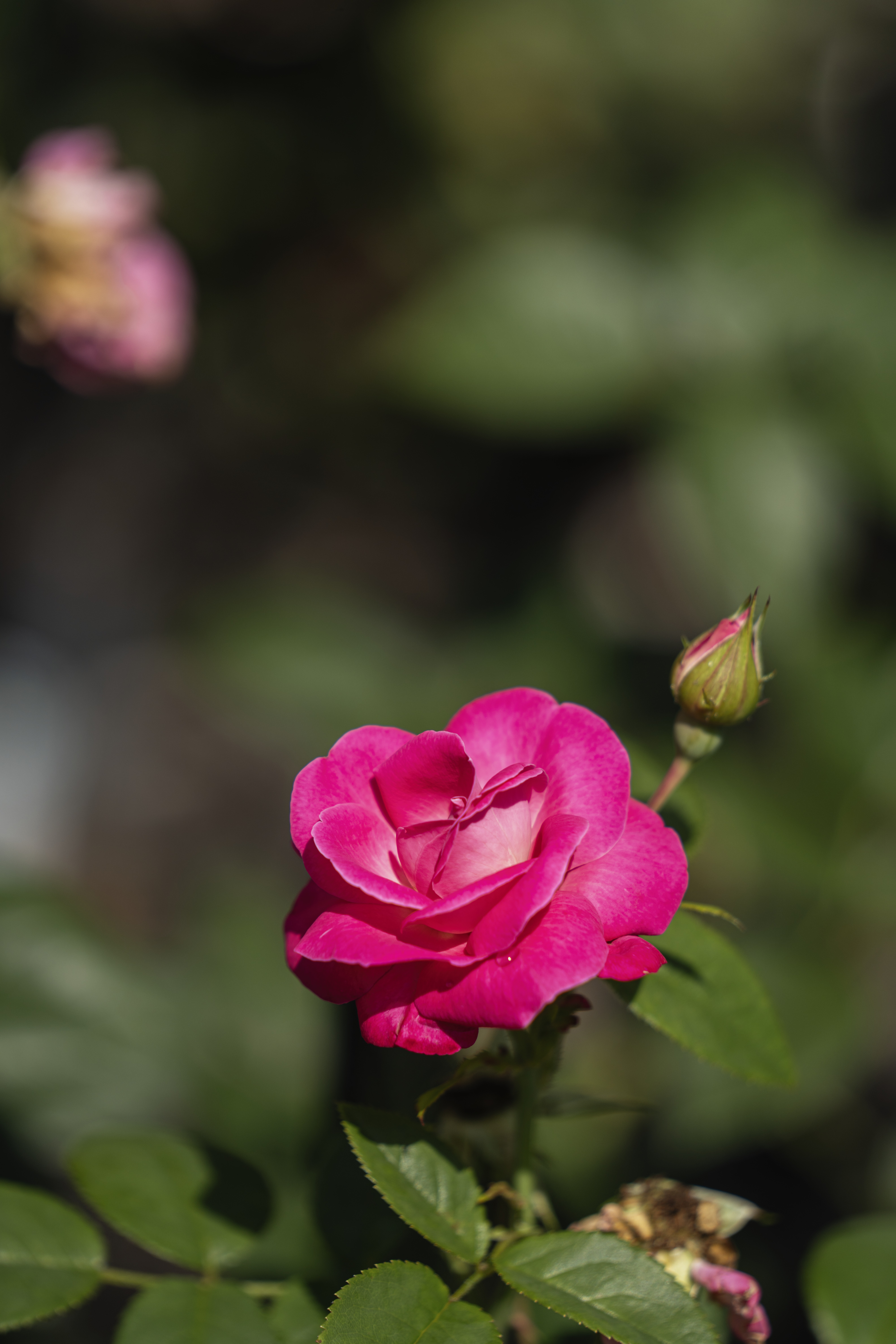 A hot pink bloom of the Knock Out rose
