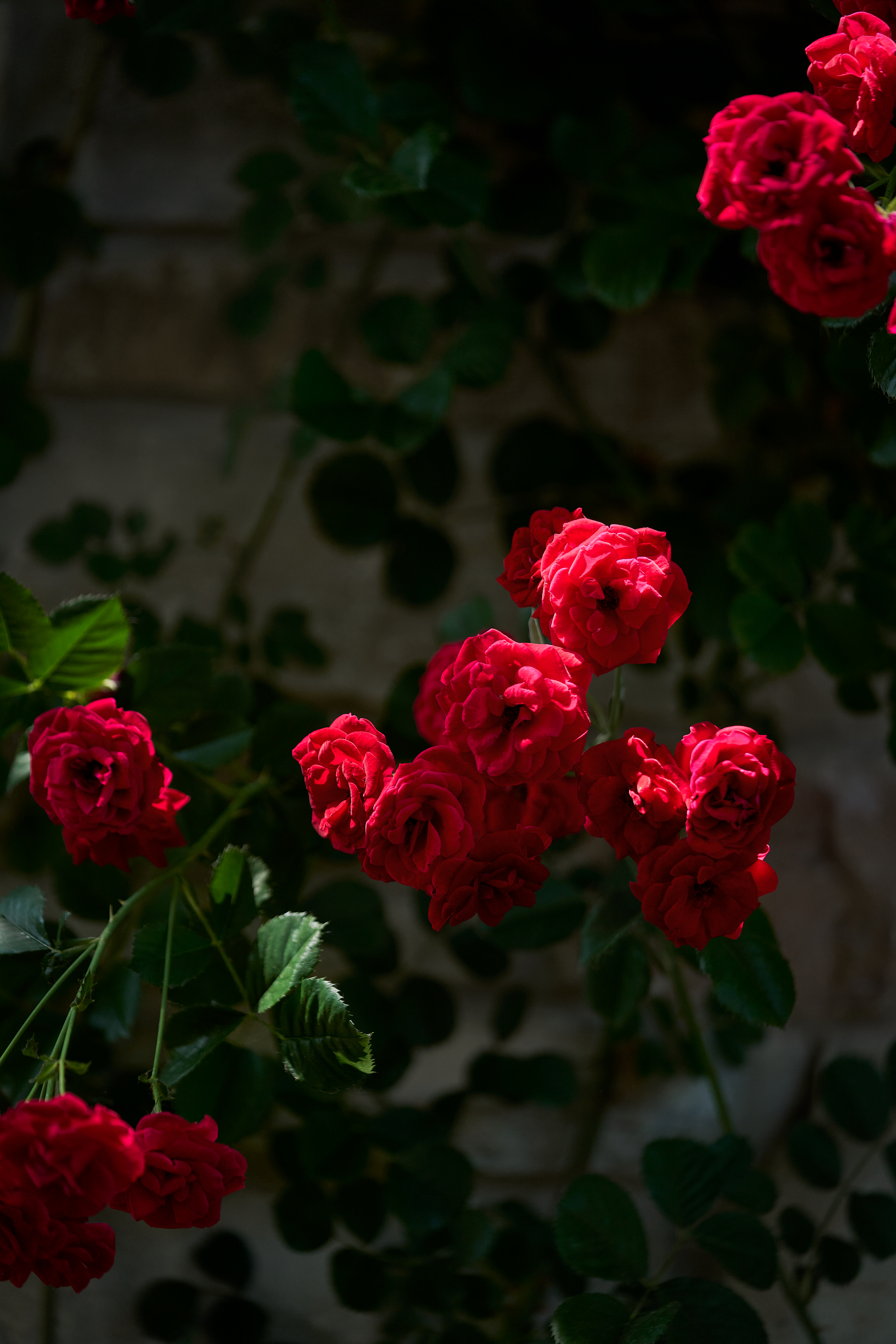 A bunch of red Knock Out roses