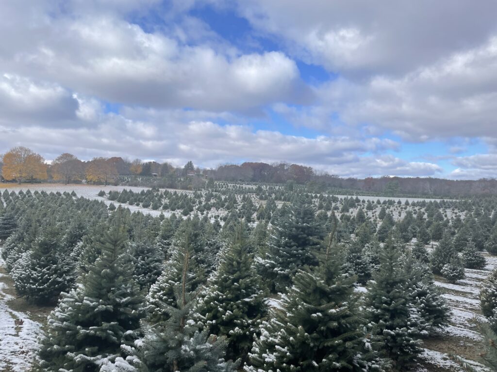 Christmas tree farm