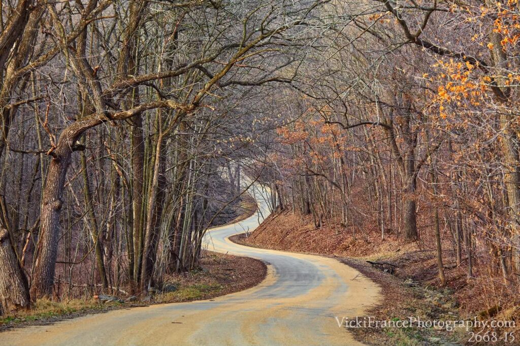 A narrow winding road curves through a leafless forest, with bare trees arching overhead and fallen brown leaves covering the ground on a late autumn day.