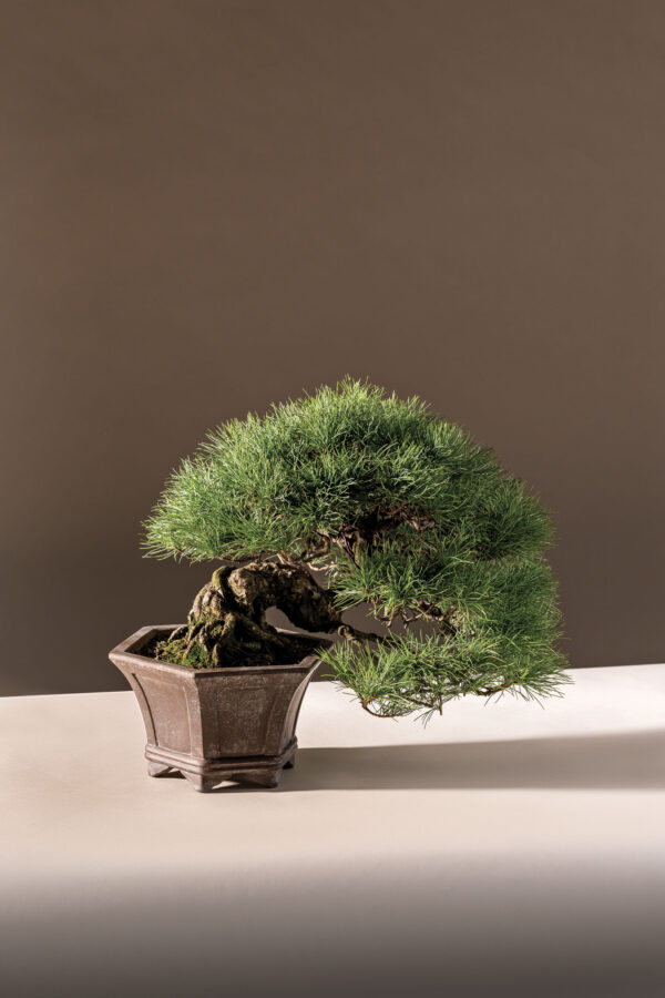 Here’s Where to Celebrate World Bonsai Day in Milwaukee