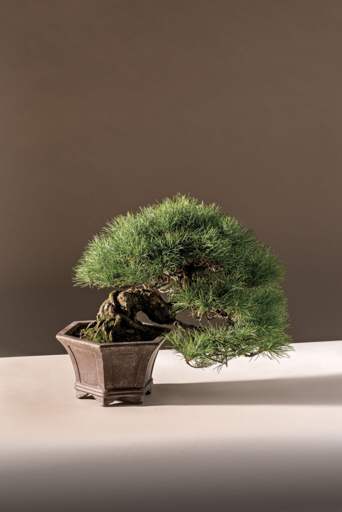 A white pine bonsai