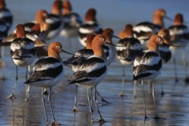 6 Striking Birds to See This Spring in Milwaukee 0526-Explore-Birds-avocet-werner