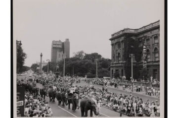 Elephants marching down the street, watched by adoring fans.