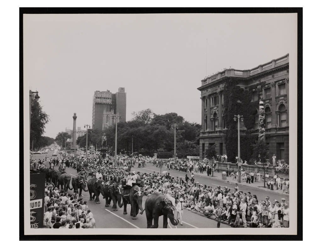 Elephants marching down the street, watched by adoring fans.