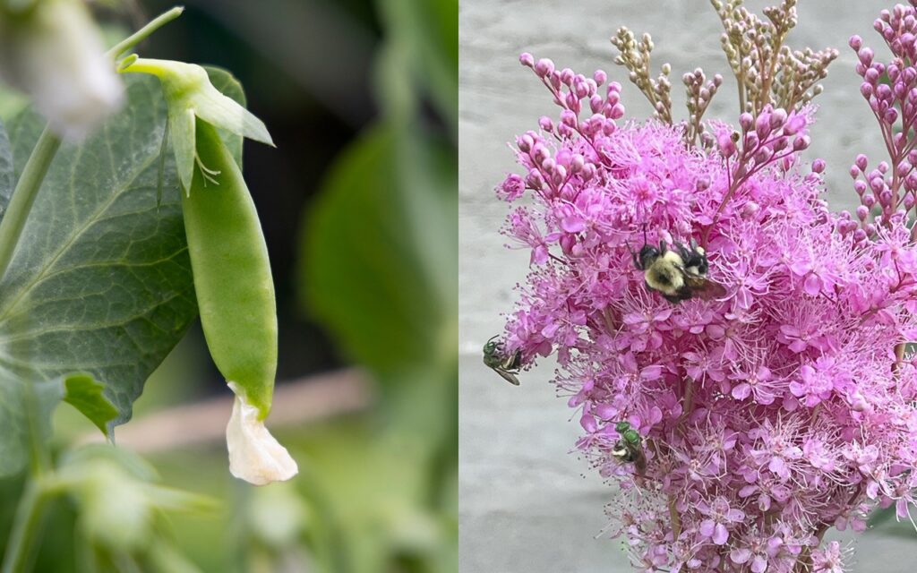 Peas and milkweed in Marilu Knode's garden.