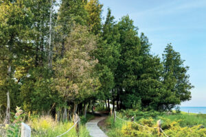 Wooden boardwalk pathway curving through green foliage and tall evergreen trees toward a large body of water under a clear blue sky.