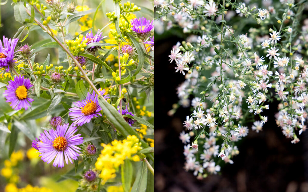 Split image of two different kinds of flowers.