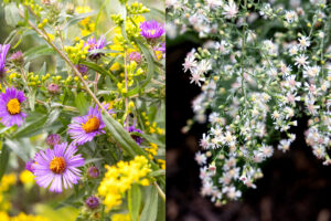 Split image of two different kinds of flowers.