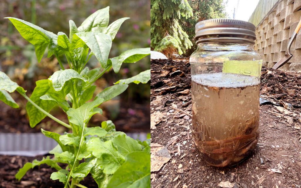 Split image of spinach and a jar filled with debris, soap water and worms.